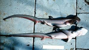 Image result for Alopias superciliosus