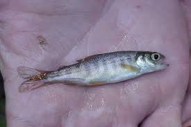 Image result for Oncorhynchus kisutch
