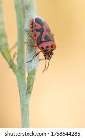 Attēlu rezultāti vaicājumam “Eurydema dominulus imago”