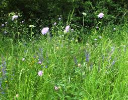 Image result for Knautia arvensis