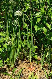 Attēlu rezultāti vaicājumam “Allium cepa”