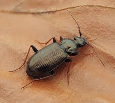 Attēlu rezultāti vaicājumam “Loricera pilicornis”