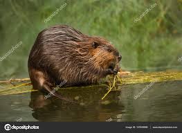 Image result for Castor fiber