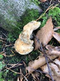 Attēlu rezultāti vaicājumam “Hydnum sp.”