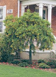 Attēlu rezultāti vaicājumam “Caragana arborescens”
