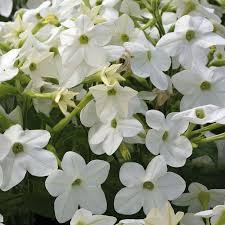 Image result for Nicotiana x sanderae `Perfume`F1