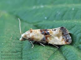 Attēlu rezultāti vaicājumam “Eupoecilia angustana”