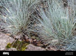 Attēlu rezultāti vaicājumam “Festuca altissima”