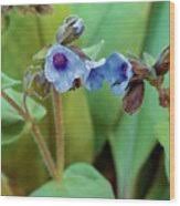 Attēlu rezultāti vaicājumam “Pulmonaria angustifolia fruit”