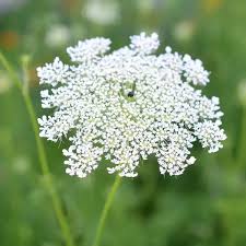 Attēlu rezultāti vaicājumam “Cicuta virosa”