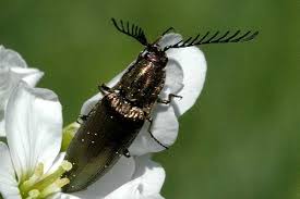 Attēlu rezultāti vaicājumam “Ctenicera pectinicornis male”