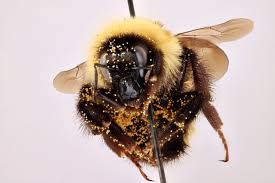 Attēlu rezultāti vaicājumam “Bombus”