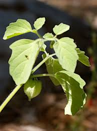 Attēlu rezultāti vaicājumam “Physarum xanthinum sessile”