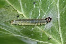 Attēlu rezultāti vaicājumam “Lozotaenia forsterana”