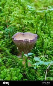 Attēlu rezultāti vaicājumam “Gomphus clavatus”