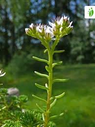 Attēlu rezultāti vaicājumam “Sedum album flower”