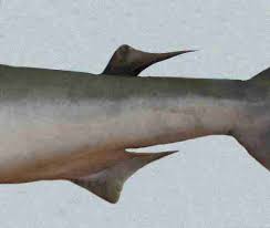 Image result for Rhizoprionodon longurio