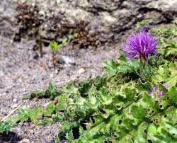 Attēlu rezultāti vaicājumam “Cirsium acaule”