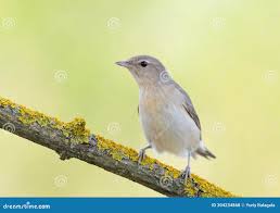 Attēlu rezultāti vaicājumam “Sylvia borin”