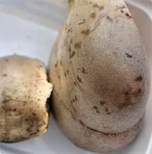 Attēlu rezultāti vaicājumam “Lycogala sphaeroconicum”