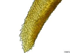 Attēlu rezultāti vaicājumam “Dichodontium pellucidum”