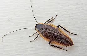 Attēlu rezultāti vaicājumam “Ectobius sylvestris”