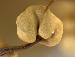 Attēlu rezultāti vaicājumam “Diderma ochraceum macro”