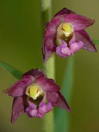 Attēlu rezultāti vaicājumam “Epipactis atrorubens fruit”