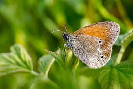 Attēlu rezultāti vaicājumam “Coenonympha pamphilus”