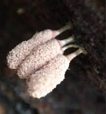 Attēlu rezultāti vaicājumam “Arcyria minuta”