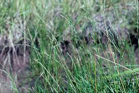 Attēlu rezultāti vaicājumam “Glyceria fluitans fruit”