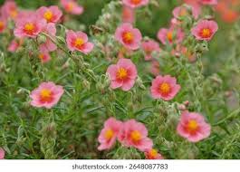 Attēlu rezultāti vaicājumam “Helianthemum x hybridum”