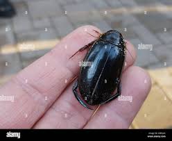 Attēlu rezultāti vaicājumam “Dytiscus dimidiatus”