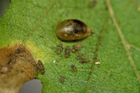 Attēlu rezultāti vaicājumam “Drepanosiphum platanoidis exuvia”