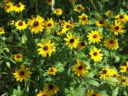 Attēlu rezultāti vaicājumam “Rudbeckia hirta var. pulcherrima flower”