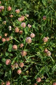 Attēlu rezultāti vaicājumam “Trifolium fragiferum”