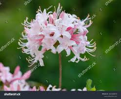 Attēlu rezultāti vaicājumam “Rhododendron periclymenoides flower”