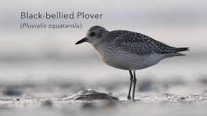 Attēlu rezultāti vaicājumam “Pluvialis squatarola”