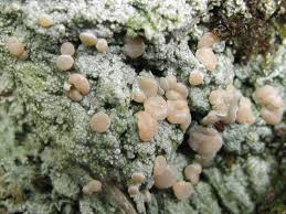 Attēlu rezultāti vaicājumam “Icmadophila ericetorum”