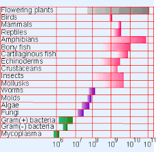 Image result for genome sizes