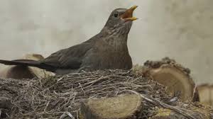 Attēlu rezultāti vaicājumam “Turdus merula nest”