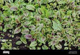 Image result for Rumex sanguineum