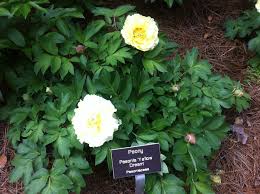 Attēlu rezultāti vaicājumam “Paeoniaceae”