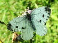 Attēlu rezultāti vaicājumam “Pieris napi female”