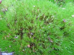 Attēlu rezultāti vaicājumam “Dicranales”