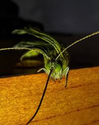 Attēlu rezultāti vaicājumam “Pieris napi”