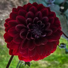 Image result for Dahlia Darkarin`