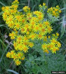 Attēlu rezultāti vaicājumam “Aphis jacobaeae”