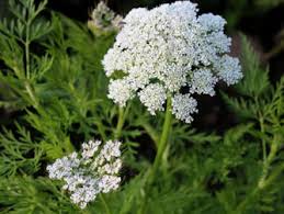 Attēlu rezultāti vaicājumam “Cnidium dubium”