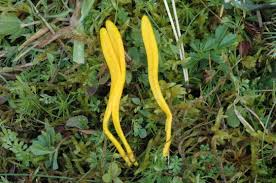 Attēlu rezultāti vaicājumam “Clavulinopsis helvola”